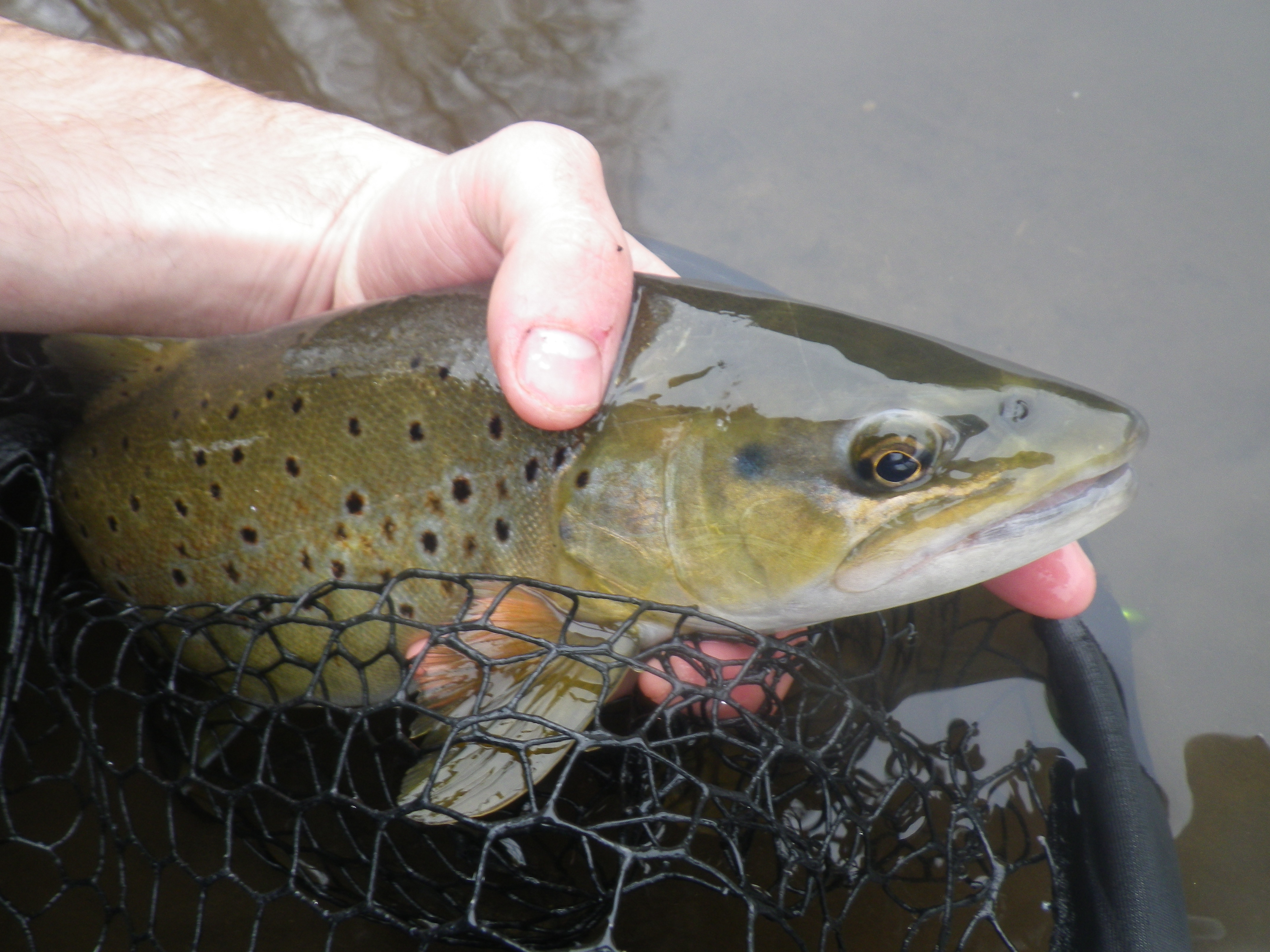 Guide de pêche Cantal-Auvergne, belle truite Belle truite de la Grande Rhue