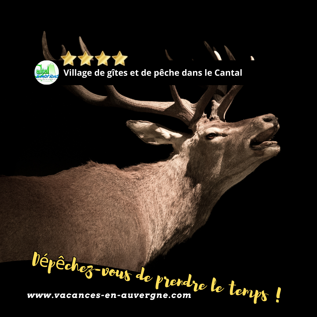 week-end brame du cerf dans le Cantal