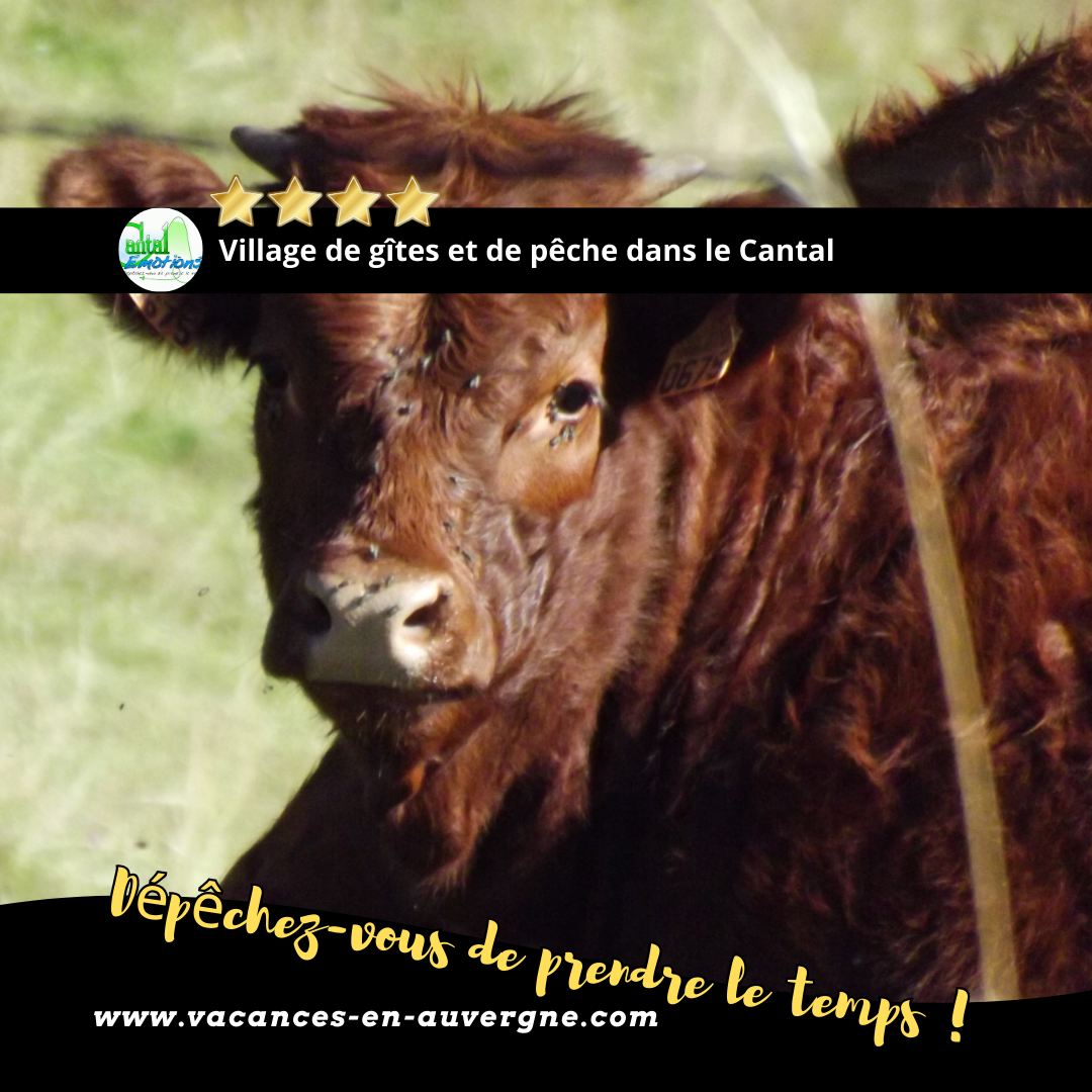 profitez d'une nature préservée pour vos prochaines vacances en auvergne