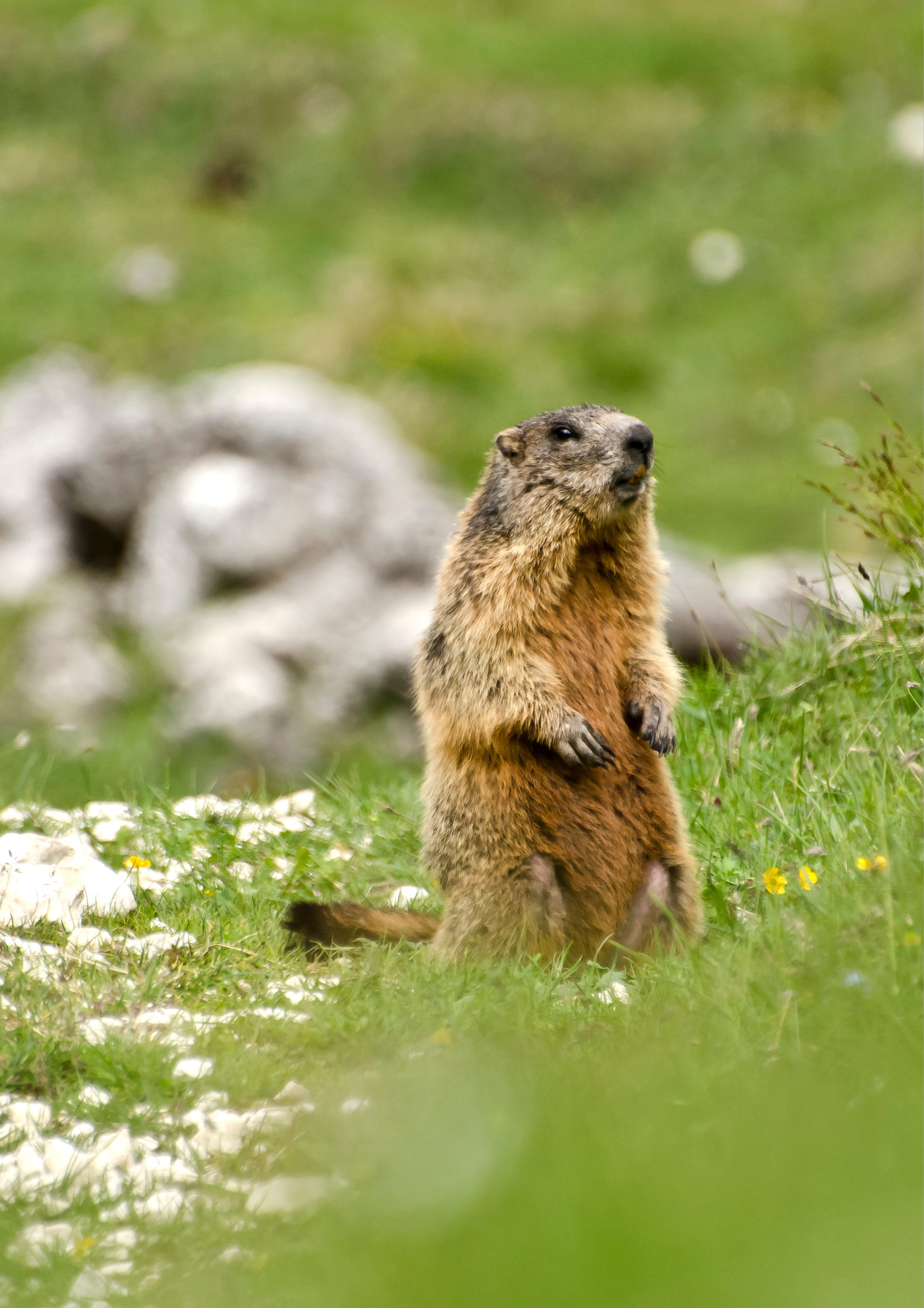 Animation estivale à la rencontre des marmottes au Puy Mary - Cantal Emotions village de gites en Auvergne