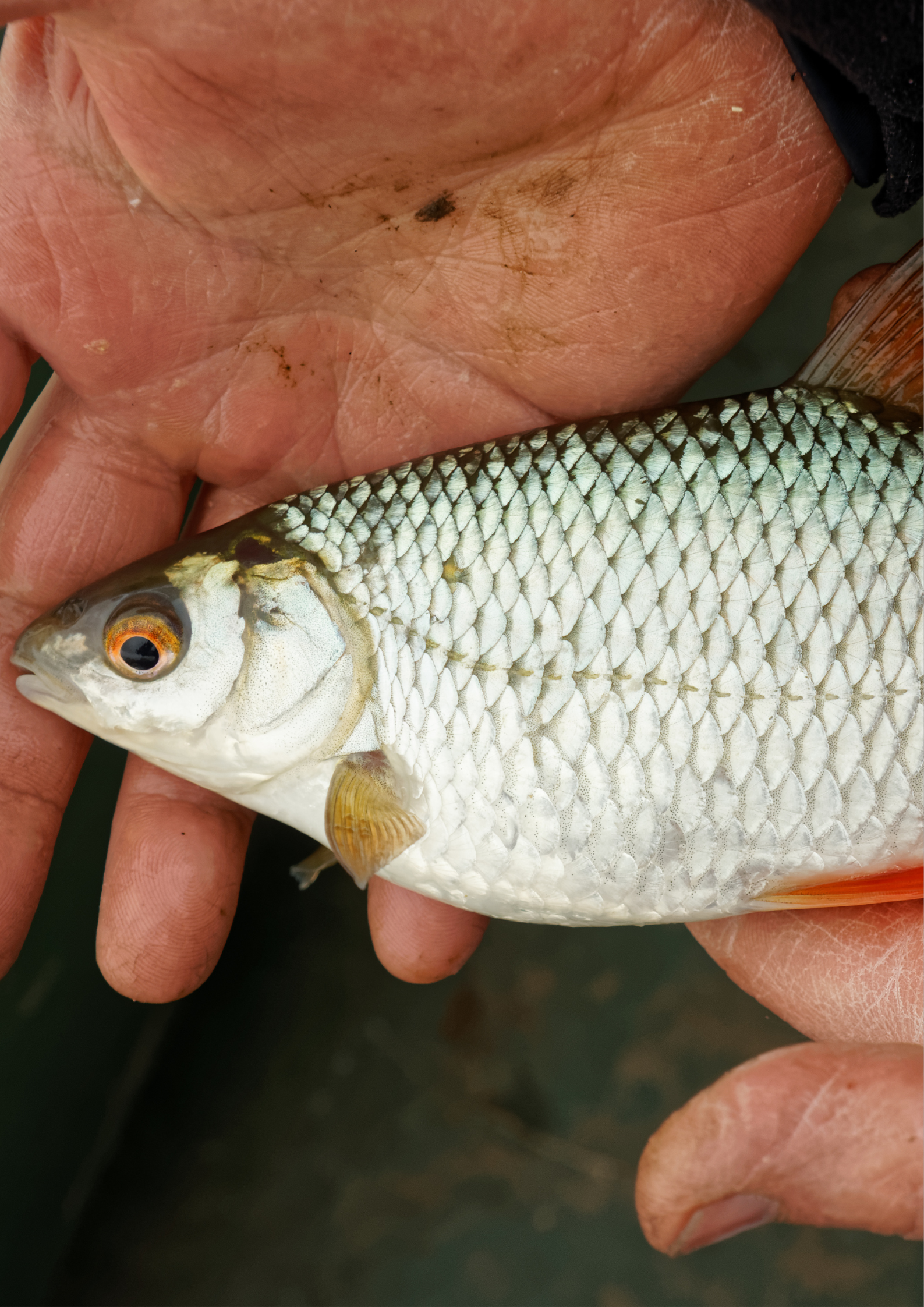 découverte et atelier pêche aux gardons dans le Cantal chez Cantal Emotions