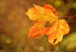 Les couleurs de l'automne