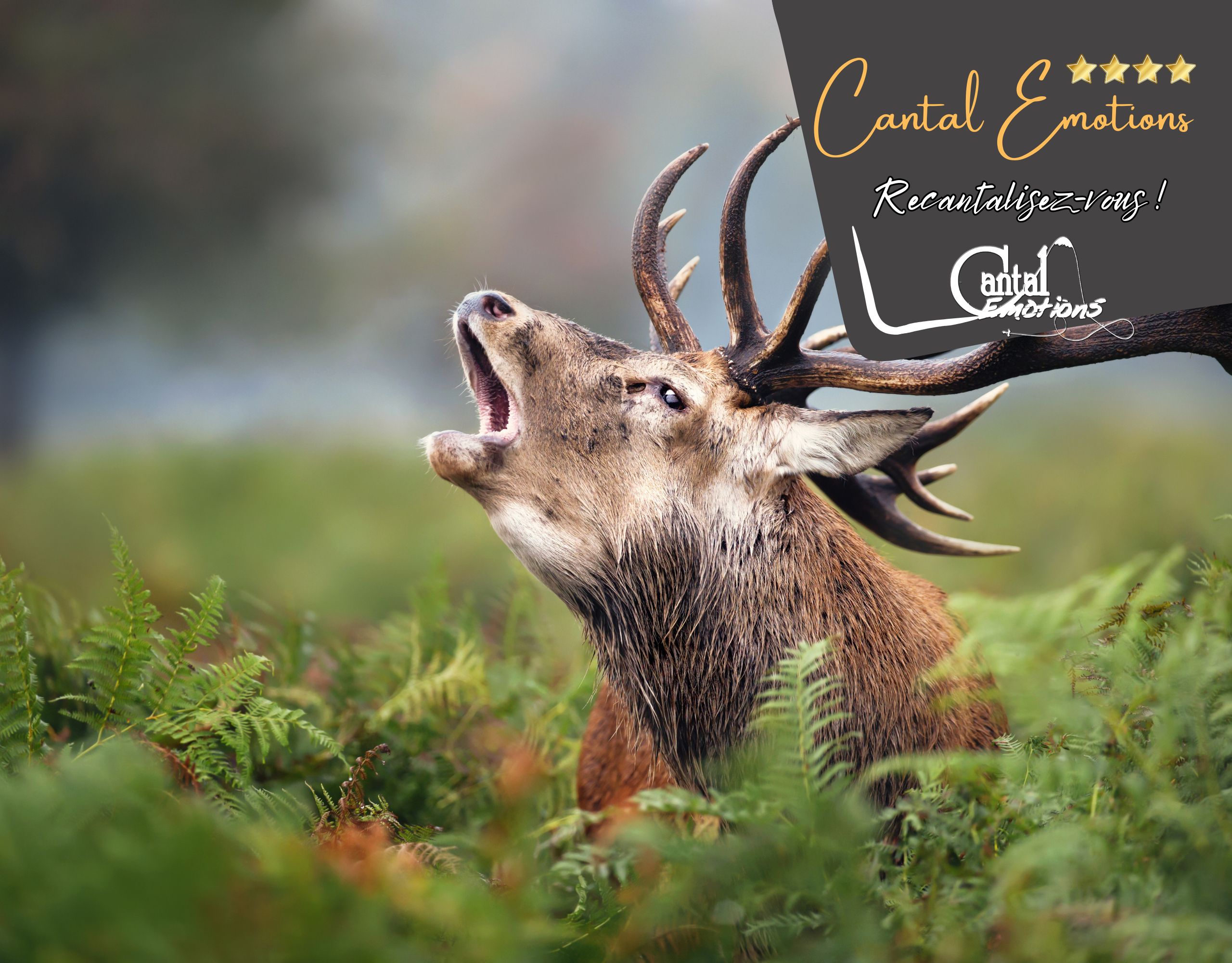 découvrez le brame du cerf dans le Cantal en profitant de gite tout confort dans le domaine Cantal Emotions